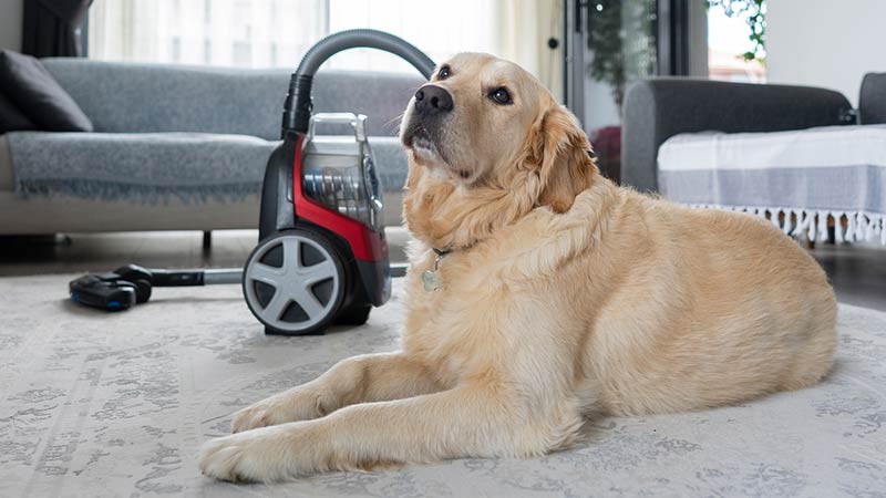 stofzuigers om dierenharen te verwijderen
